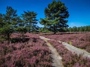 2016 Lüneburger Heide GS-98