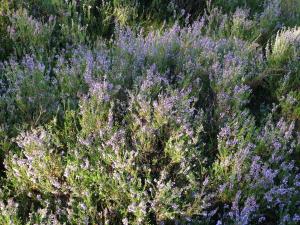 2016 Lüneburger Heide GSi-10